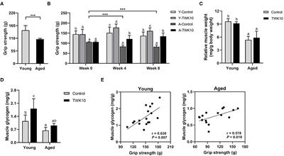 Lactobacillus plantarum TWK10 Attenuates Aging-Associated Muscle Weakness, Bone Loss, and Cognitive Impairment by Modulating the Gut Microbiome in Mice